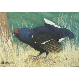 JVD moyen gibier Grand Tétras