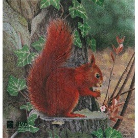 JVD petit gibier Ecureuil