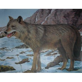 JVD grand gibier Loup