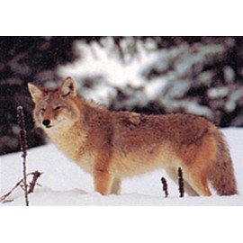 Delta moyen gibier coyotte