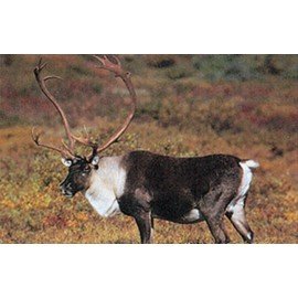 Delta grand gibier caribou
