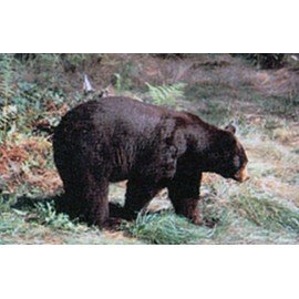 Delta grand gibier ours