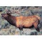 Delta grand gibier cerf
