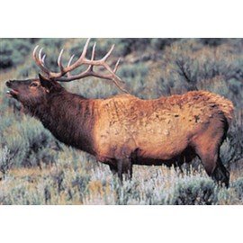Delta grand gibier cerf