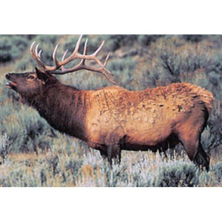 Delta grand gibier cerf