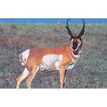 Delta grand gibier antilope
