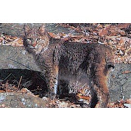 Delta moyen gibier lynx
