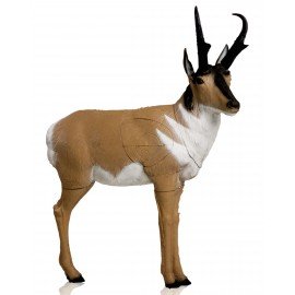 Delta Antelope