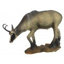 SRT Chamois d'été broutant