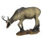 SRT Chamois d'été broutant