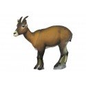 SRT Ibex femelle